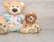 5 week old Cavalier King Charles Spaniel Puppy For Sale - Puppy Love PR