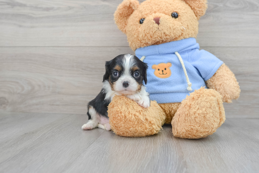 Happy Cavalier King Charles Spaniel Purebred Puppy