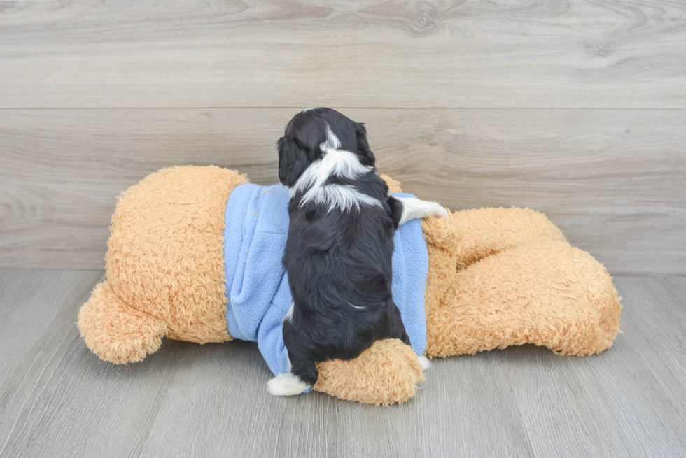 Cavalier King Charles Spaniel Puppy for Adoption