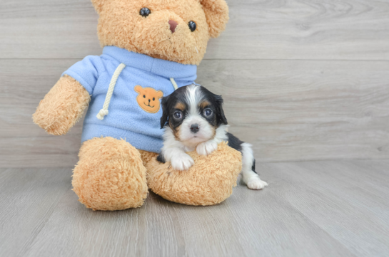 Cavalier King Charles Spaniel Pup Being Cute