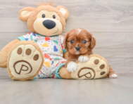 6 week old Cavalier King Charles Spaniel Puppy For Sale - Puppy Love PR