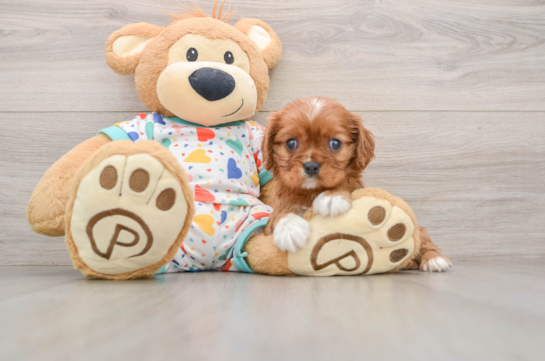 Small Cavalier King Charles Spaniel Baby
