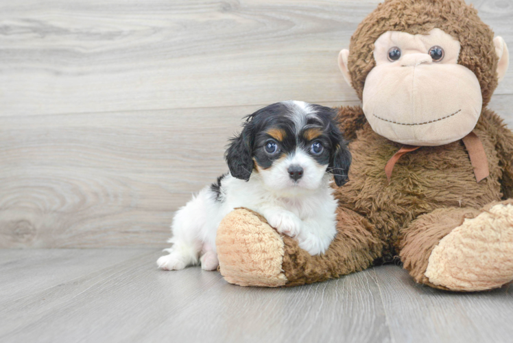 Cavalier King Charles Spaniel Pup Being Cute