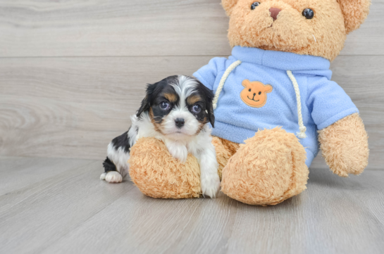 Best Cavalier King Charles Spaniel Baby