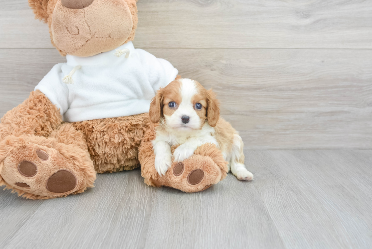 Meet Kingston - our Cavalier King Charles Spaniel Puppy Photo 1/3 - Puppy Love PR Funny Cavalier King Charles Spaniel Baby