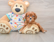 6 week old Cavalier King Charles Spaniel Puppy For Sale - Puppy Love PR