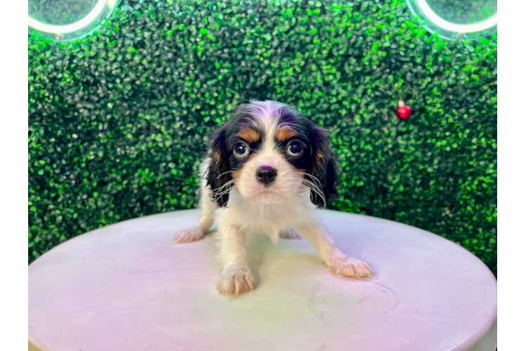 Cute Cavalier King Charles Spaniel Baby