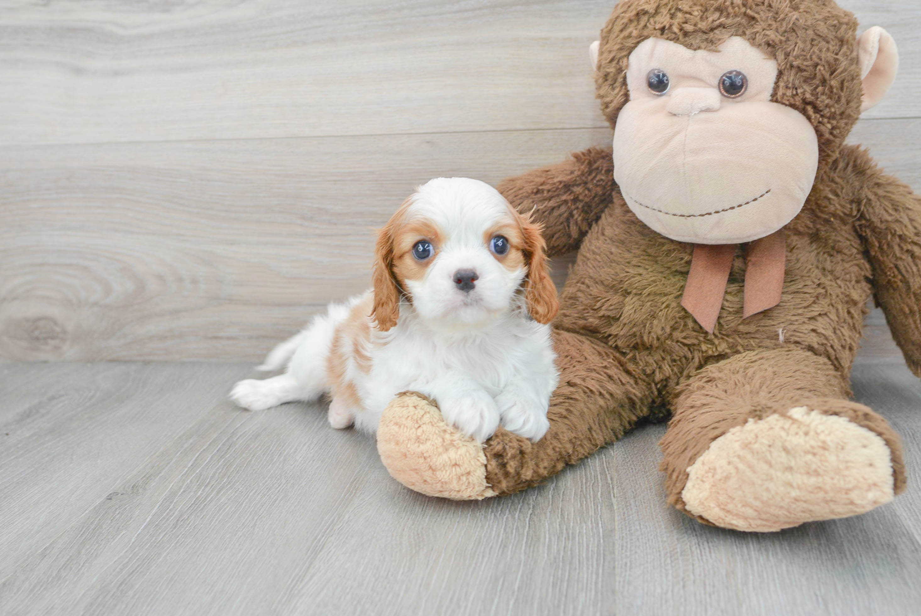 Playful Cavalier King Charles Spaniel Purebred Pup