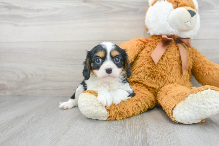 Best Cavalier King Charles Spaniel Baby