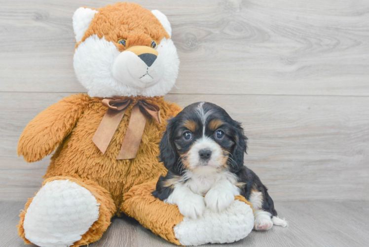 Petite Cavalier King Charles Spaniel Purebred Puppy