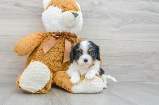 Best Cavalier King Charles Spaniel Baby