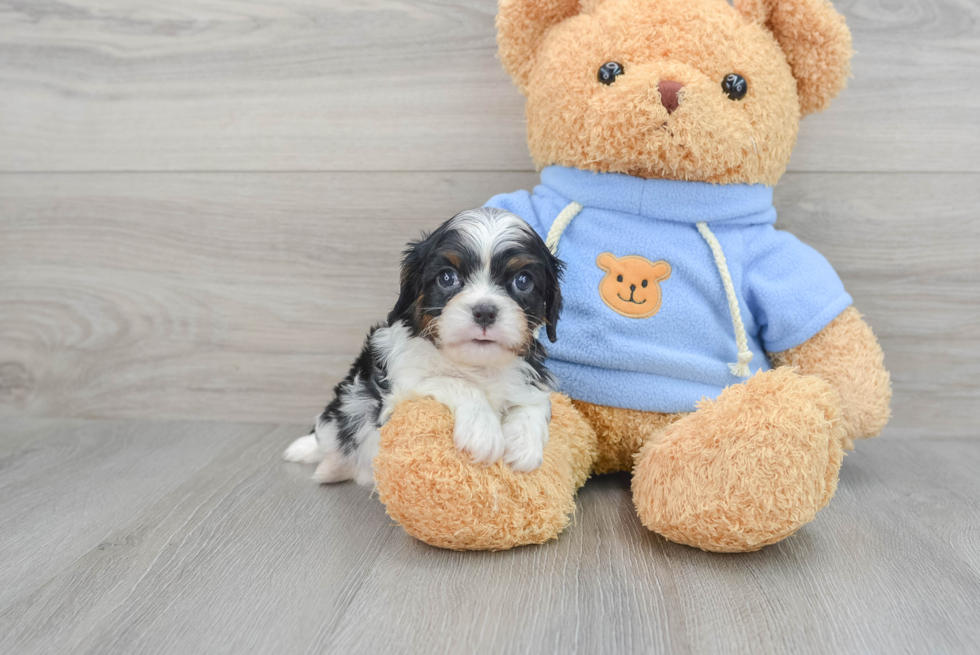 Cavalier King Charles Spaniel Puppy for Adoption