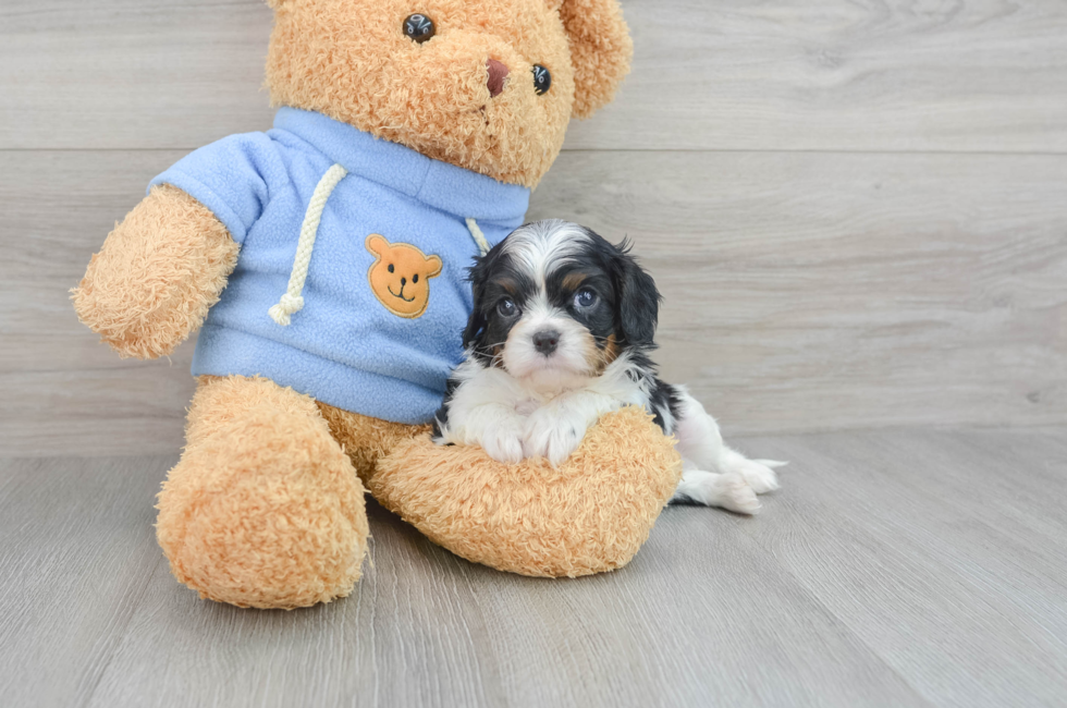 8 week old Cavalier King Charles Spaniel Puppy For Sale - Puppy Love PR