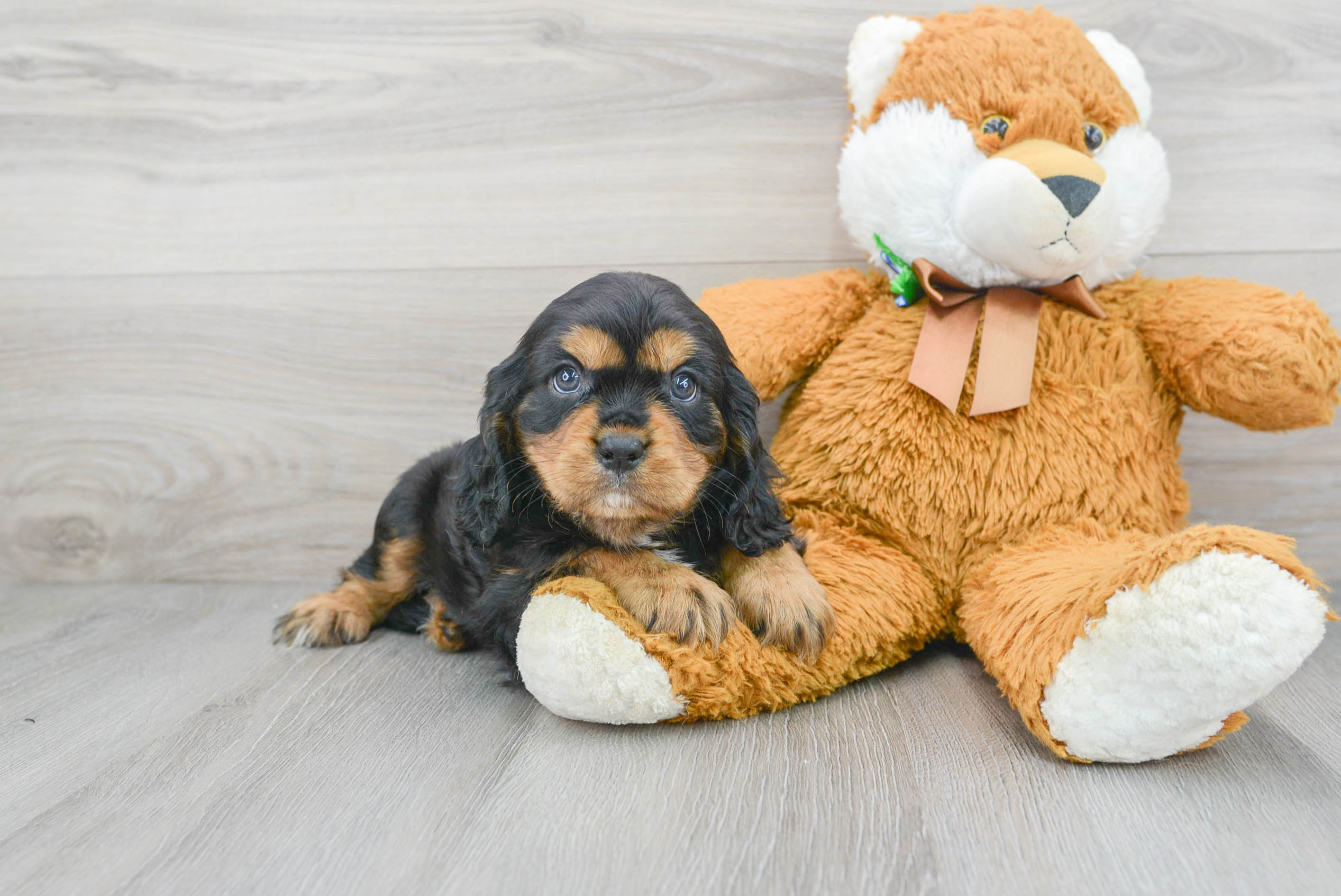 Cavalier King Charles Spaniel Pup Being Cute