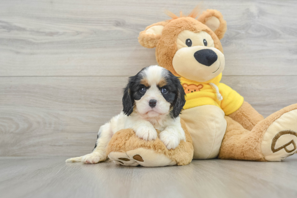Cavalier King Charles Spaniel Pup Being Cute