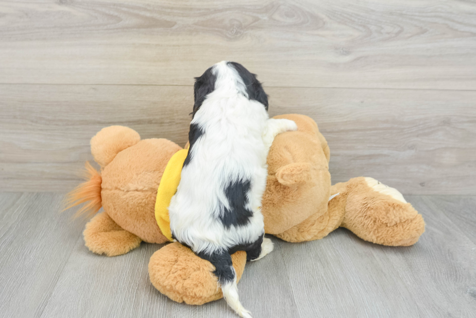 Cavalier King Charles Spaniel Puppy for Adoption