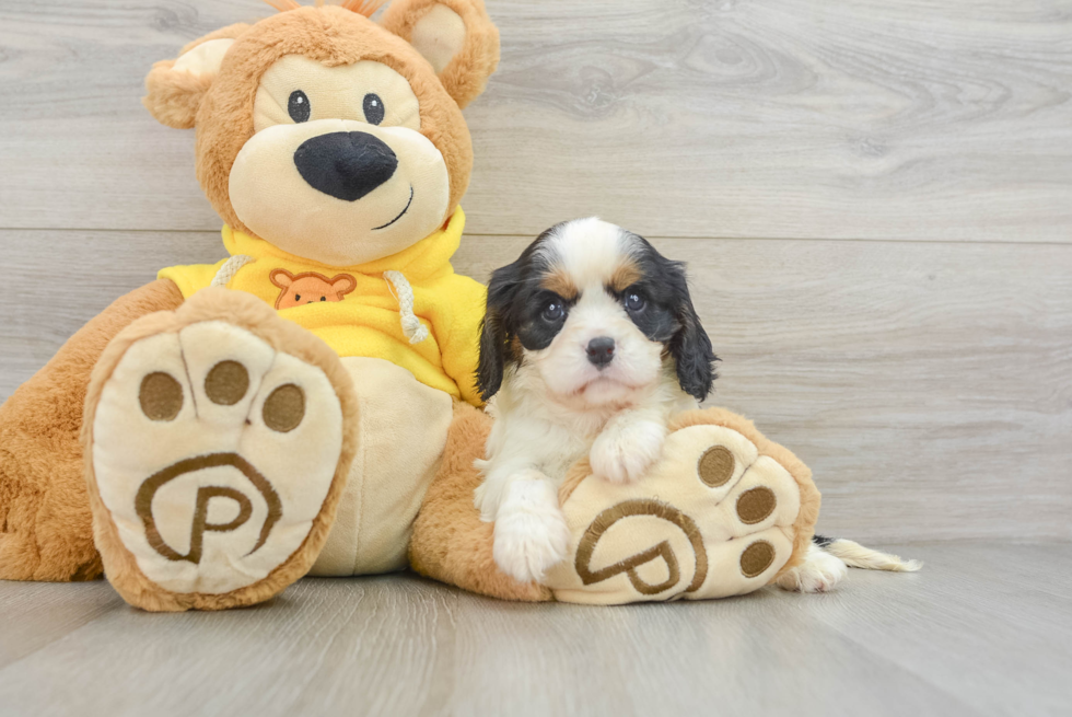 Happy Cavalier Purebred Puppy