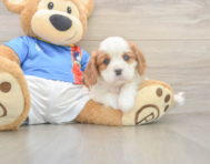 5 week old Cavalier King Charles Spaniel Puppy For Sale - Puppy Love PR