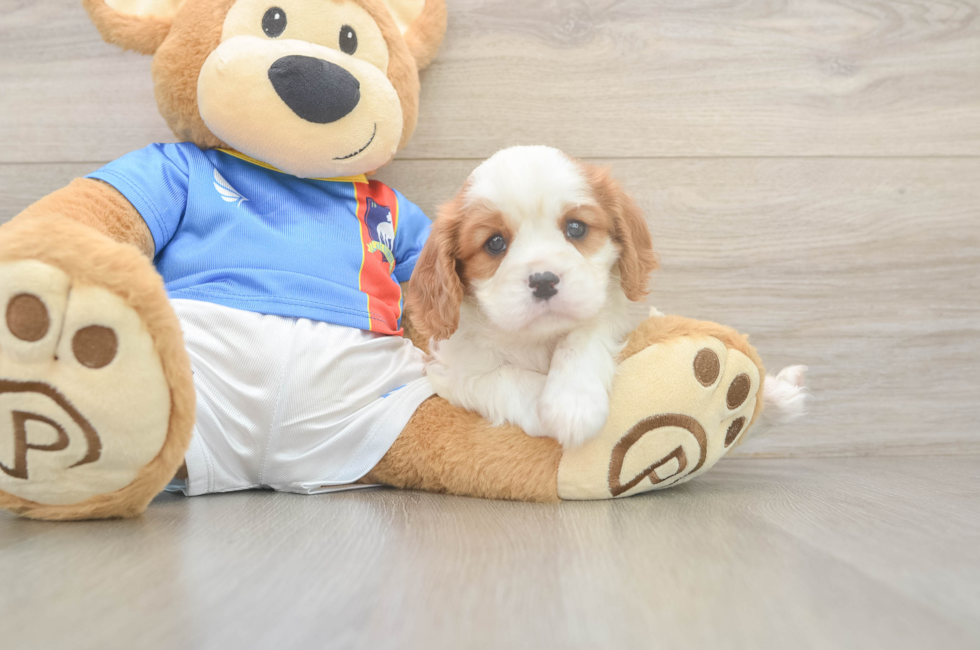 5 week old Cavalier King Charles Spaniel Puppy For Sale - Puppy Love PR