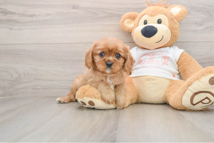 Best Cavalier King Charles Spaniel Baby