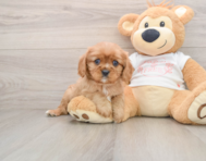 5 week old Cavalier King Charles Spaniel Puppy For Sale - Puppy Love PR