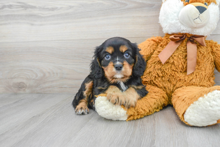 Energetic Cavalier King Charles Spaniel Purebred Puppy