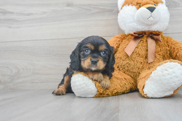 Fluffy Cavalier King Charles Spaniel Purebred Puppy