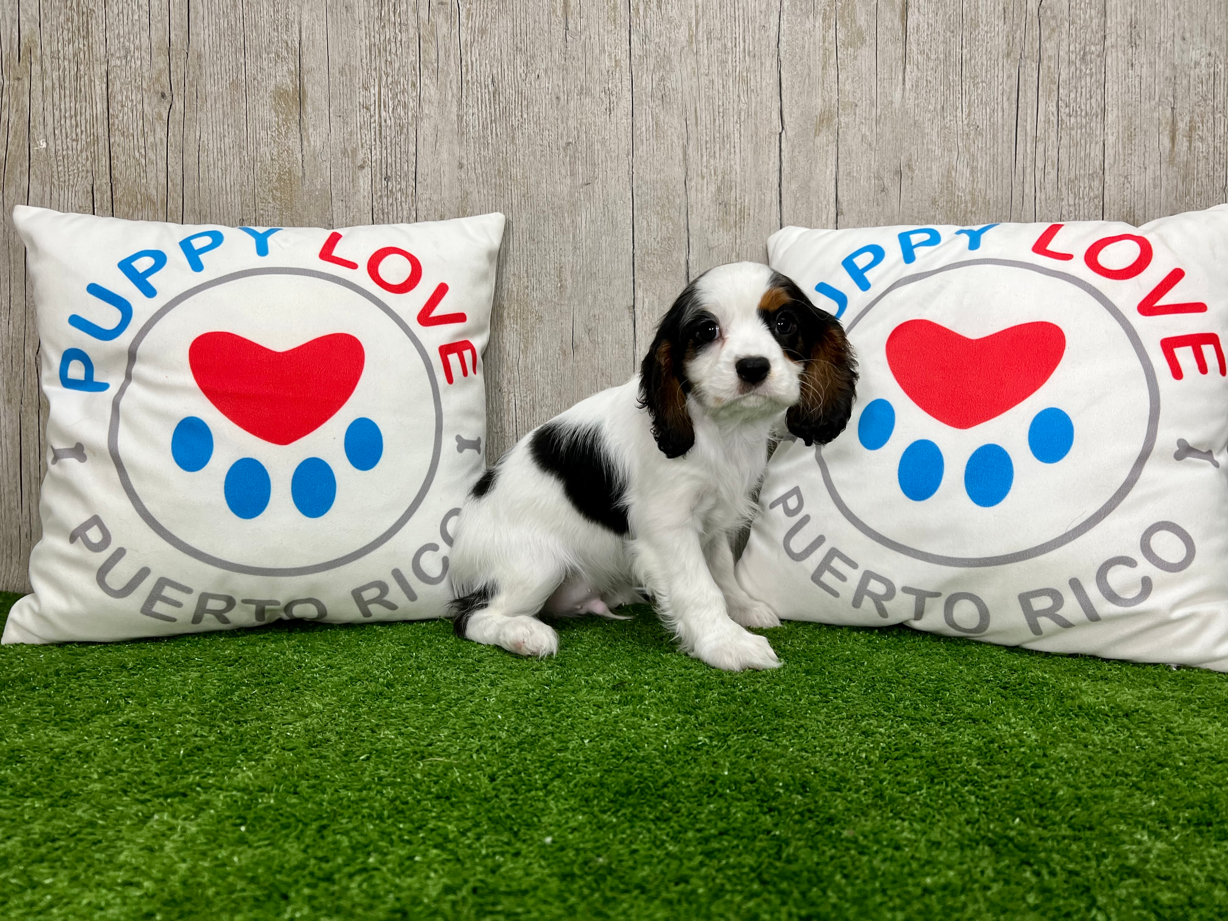 Best Cavalier King Charles Spaniel Baby