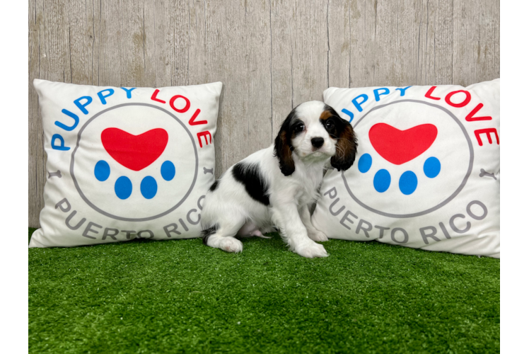 Meet Lenny - our Cavalier King Charles Spaniel Puppy Photo 1/4 - Puppy Love PR Best Cavalier King Charles Spaniel Baby