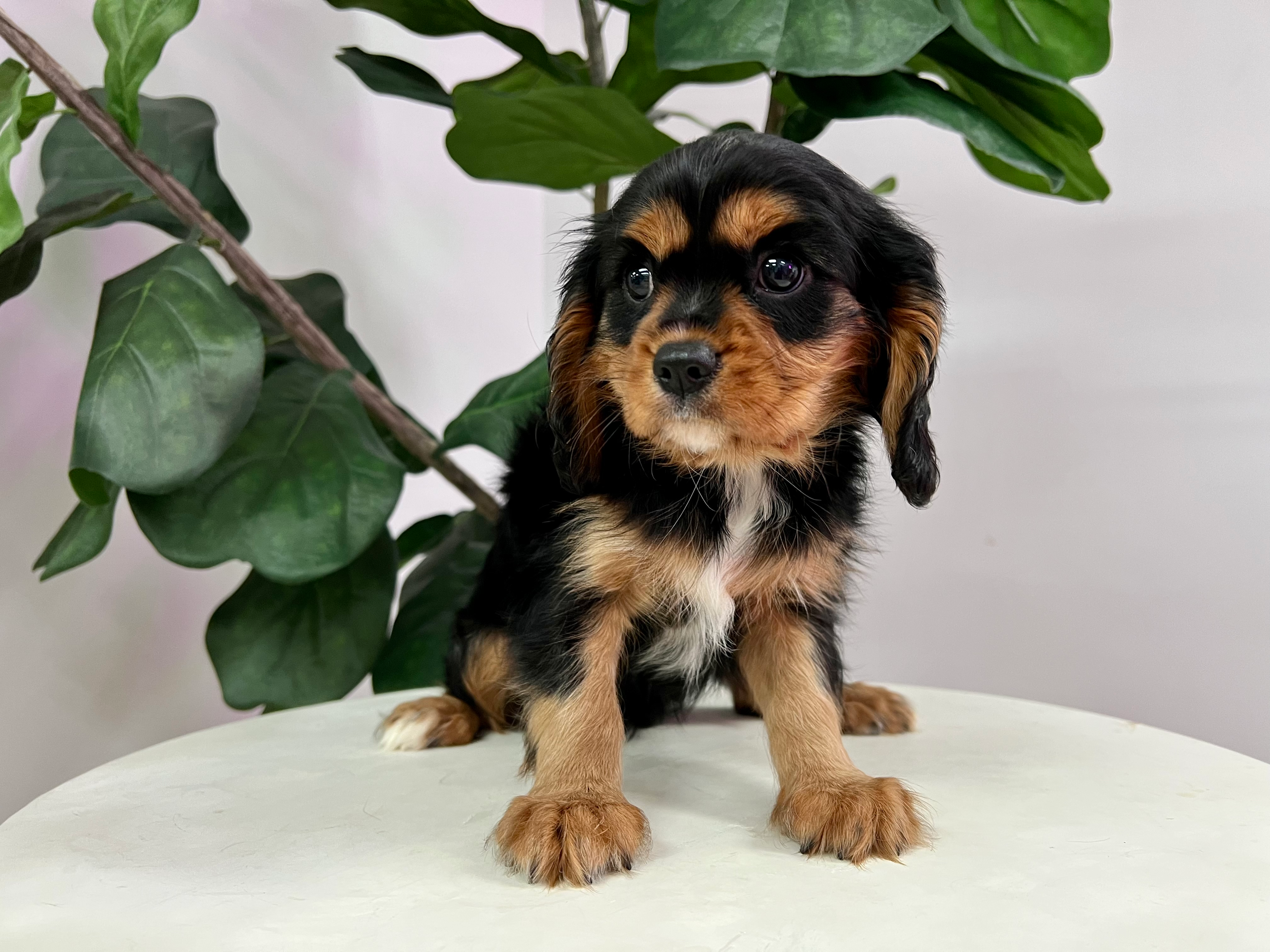 Cute Cavalier King Charles Spaniel Purebred Puppy