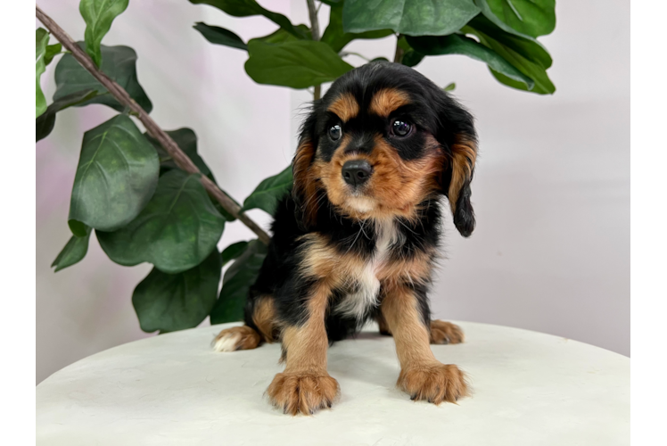 Cute Cavalier King Charles Spaniel Purebred Puppy