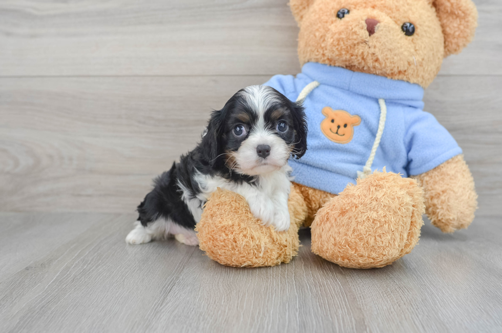 8 week old Cavalier King Charles Spaniel Puppy For Sale - Puppy Love PR