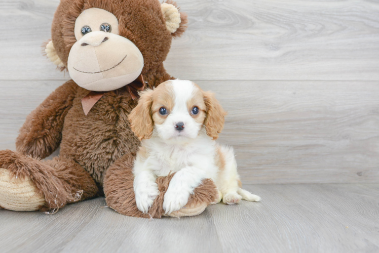 Cute Cavalier King Charles Spaniel Purebred Pup