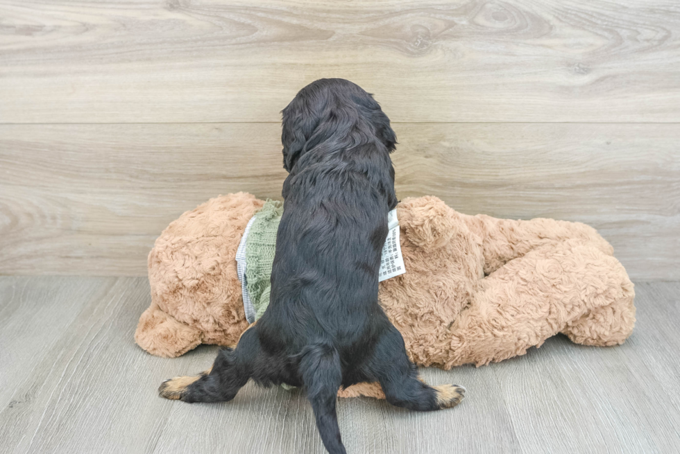 Cavalier King Charles Spaniel Puppy for Adoption