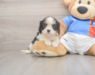 5 week old Cavalier King Charles Spaniel Puppy For Sale - Puppy Love PR