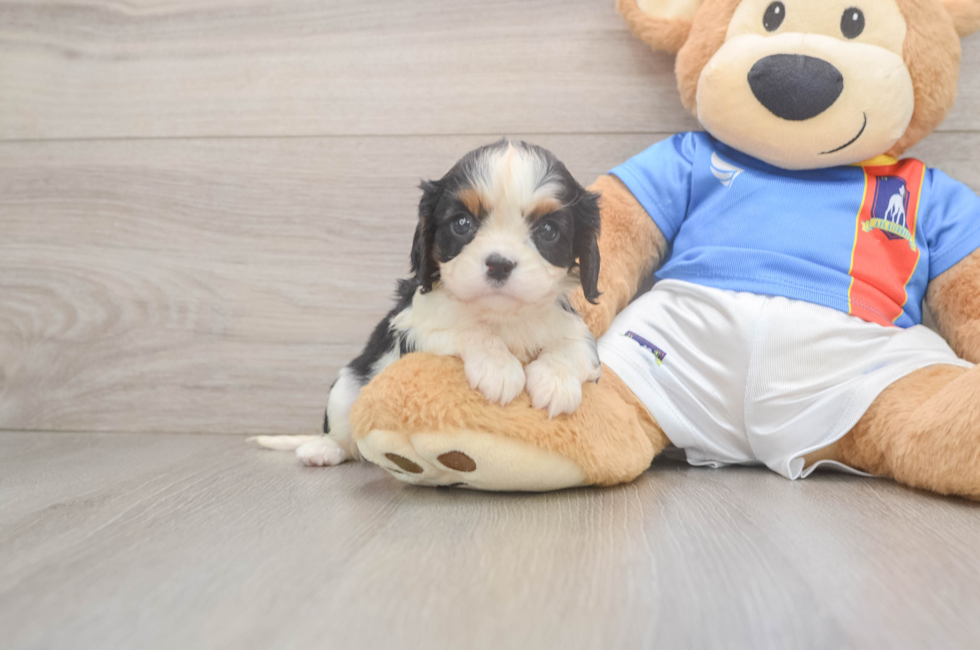 5 week old Cavalier King Charles Spaniel Puppy For Sale - Puppy Love PR