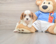 5 week old Cavalier King Charles Spaniel Puppy For Sale - Puppy Love PR