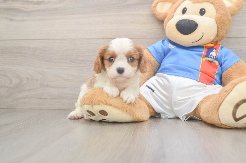 5 week old Cavalier King Charles Spaniel Puppy For Sale - Puppy Love PR