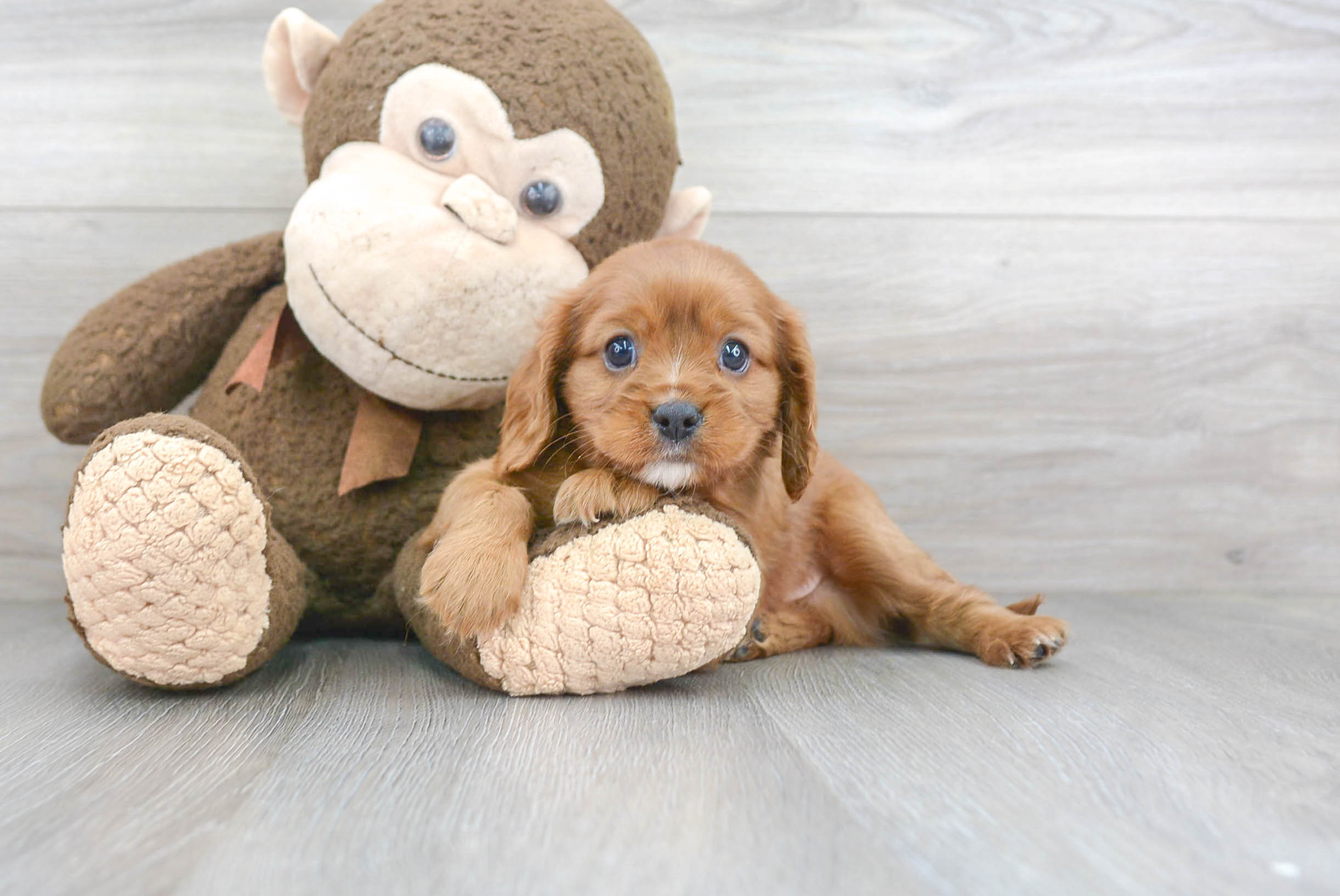 Cute Cavalier King Charles Spaniel Purebred Pup