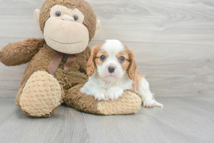 Meet Paxton - our Cavalier King Charles Spaniel Puppy Photo 1/3 - Puppy Love PR Best Cavalier King Charles Spaniel Baby