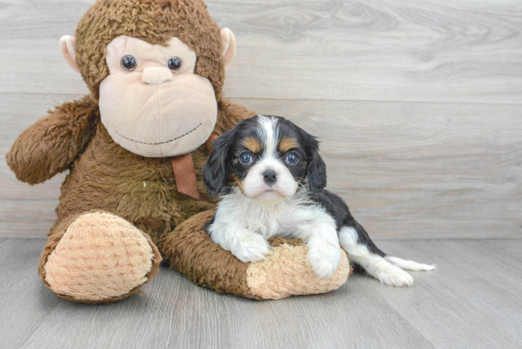 Meet Paxton - our Cavalier King Charles Spaniel Puppy Photo 1/3 - Puppy Love PR Popular Cavalier King Charles Spaniel Baby