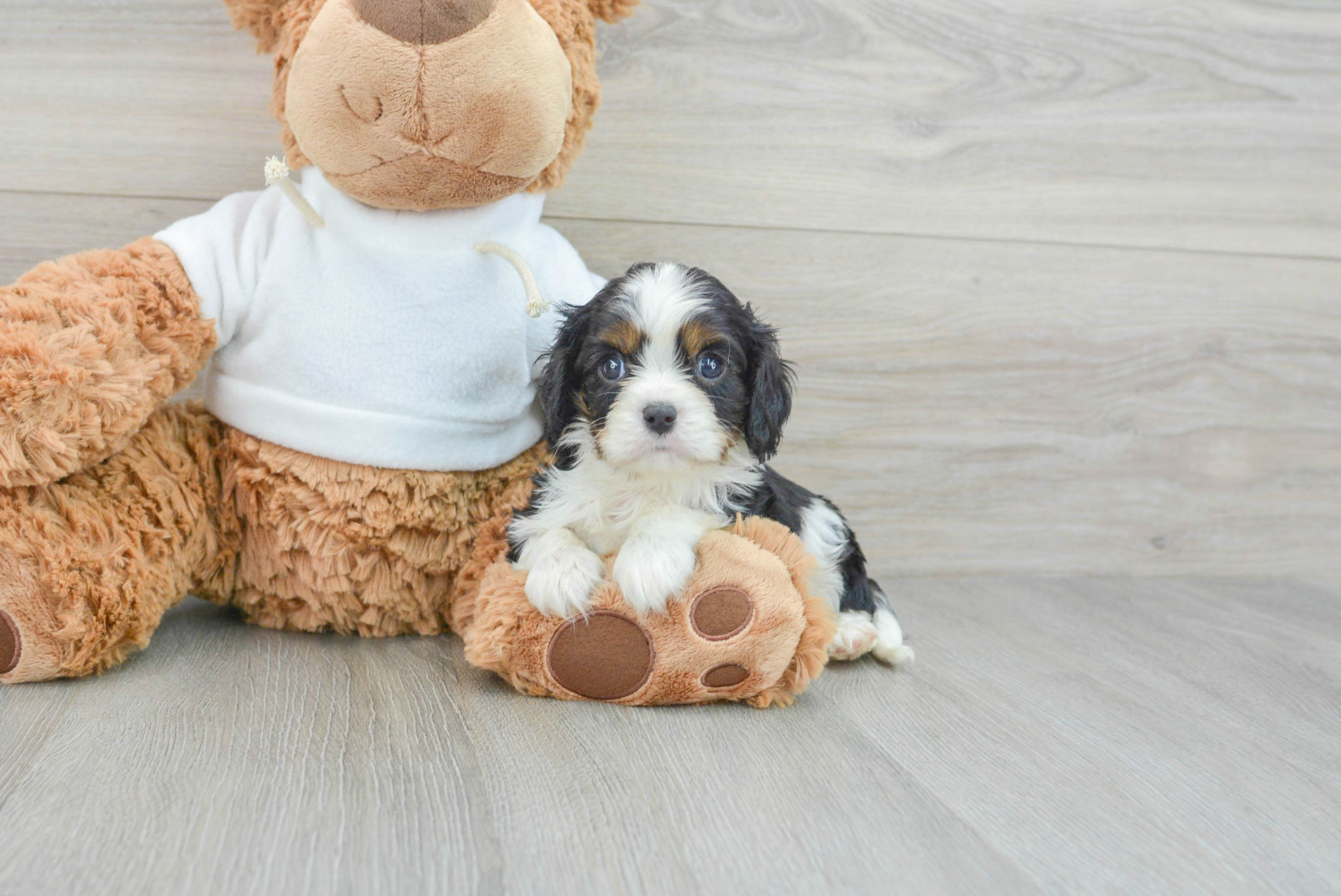 Smallest cavalier king charles sales spaniel