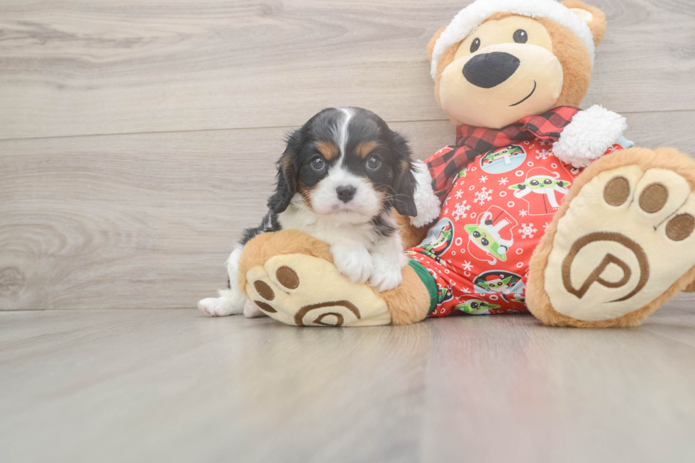 Best Cavalier King Charles Spaniel Baby