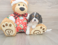 5 week old Cavalier King Charles Spaniel Puppy For Sale - Puppy Love PR
