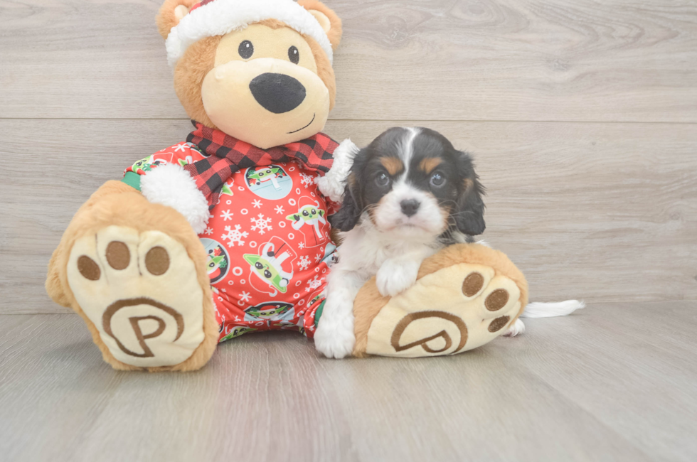 5 week old Cavalier King Charles Spaniel Puppy For Sale - Puppy Love PR