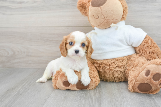 Little Cavalier King Charles Spaniel Baby