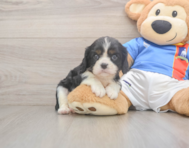6 week old Cavalier King Charles Spaniel Puppy For Sale - Puppy Love PR