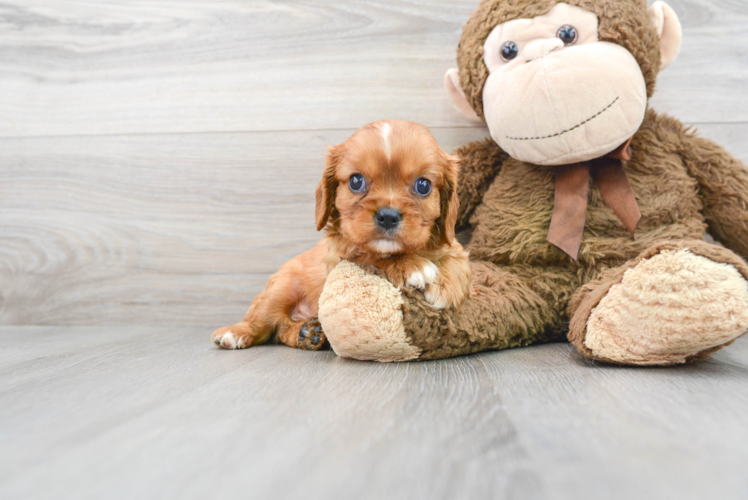 Cute Cavalier King Charles Spaniel Baby