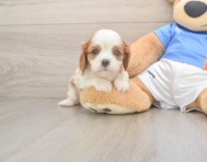 5 week old Cavalier King Charles Spaniel Puppy For Sale - Puppy Love PR