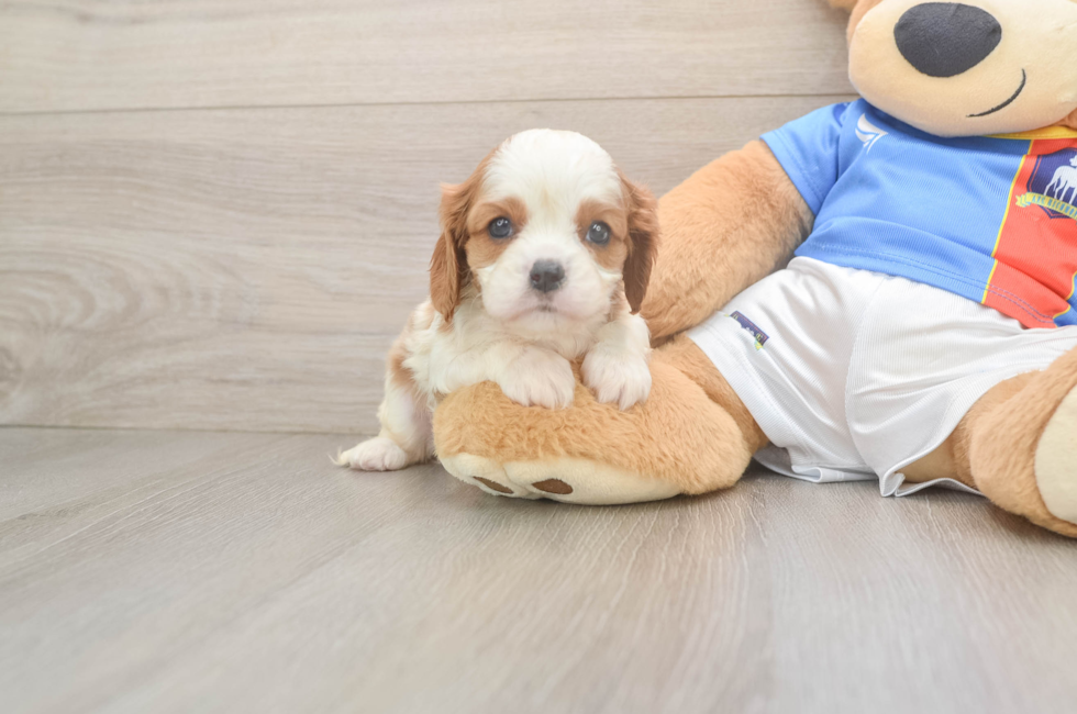 5 week old Cavalier King Charles Spaniel Puppy For Sale - Puppy Love PR